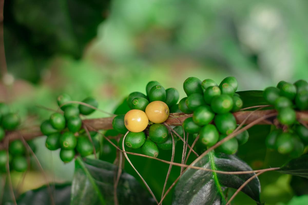 Image for Coffee Crop Update - Grounds for Caution