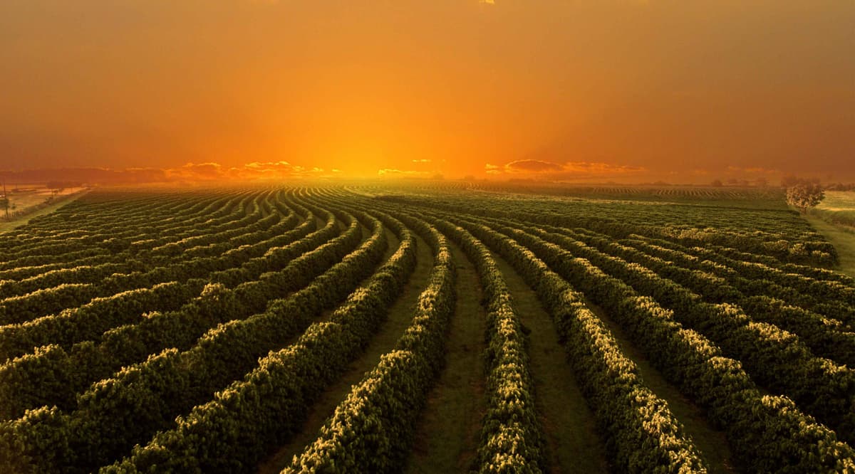 Image for Coffee Crop Update - Beat the Heat